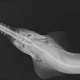 An X-ray image of a smalltooth sawfish, displaying the animal’s unique morphology.